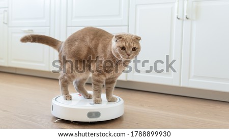 Funny cat playing with a robot vacuum cleaner. Pet friendly smart vacuum cleaner. Housekeeping help, new technology, smart home, daily vacuuming. Horizontal Royalty-Free Stock Photo #1788899930