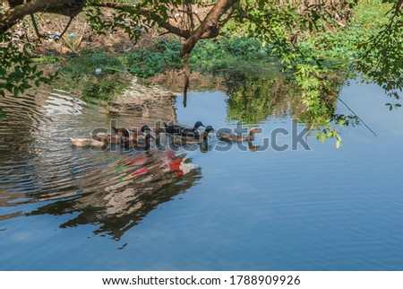 A flock of Duck swimming on a canal at  Dumuria,Khulna. Bangladesh.