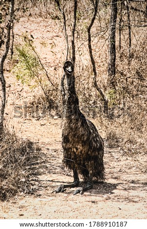 Emu resting on red dirt in the Northern Territory of Australia