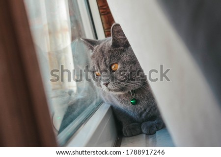 british shorhair cat watching outside. amber-eyed cat.