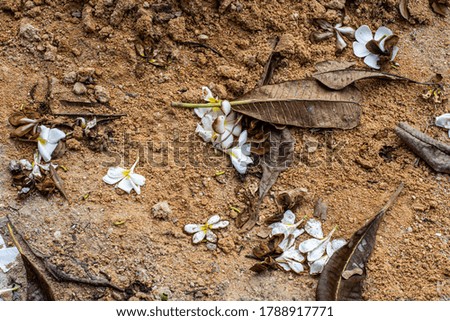 White plumeria flowers begin to wither on the road, falling from the tree.
