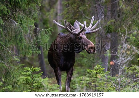 Moose hiding among the tress Royalty-Free Stock Photo #1788919157