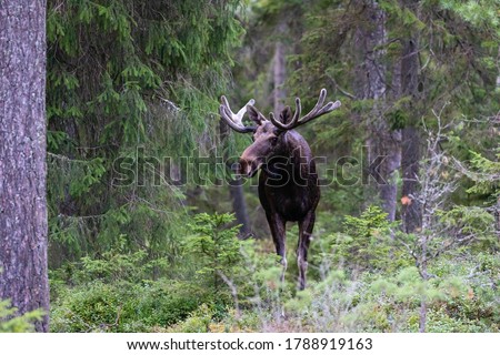 Moose hiding among the tress Royalty-Free Stock Photo #1788919163