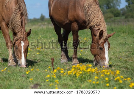 two brown horses graze in yellow colors