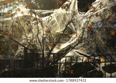 tree branches and metal fence with decorative spider webs and dry leaves  lightning in backlit 