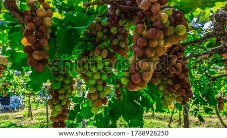 group of grapes in the farm