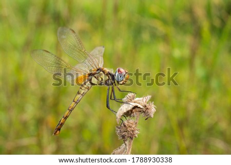 Female Dragonfly Urothemis signata perch on grass