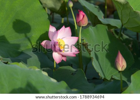 Lotus (Sanskrit: padma) in Buddhism is a symbol of innocence and biochemistry.
The pink lotus is the ultimate lotus, often reserved for the supreme monks, the lotus of the original cult monks.