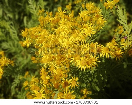 beautiful yellow flower found in nature