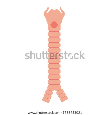 Image of the trachea. Vector image, eps 10 Royalty-Free Stock Photo #1788953021
