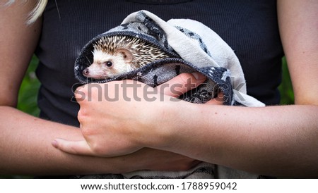 An adorable African white- bellied or four-toed hedgehog save in the arms of young woman