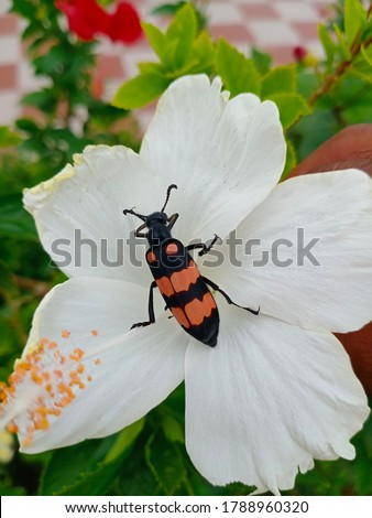 An insect is sucking the juice of a white Hibiscus flower