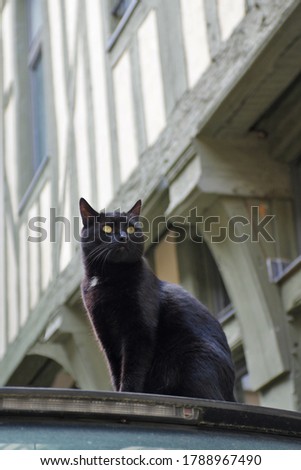 sitting black cat on blurred background of medieval half-timbered building