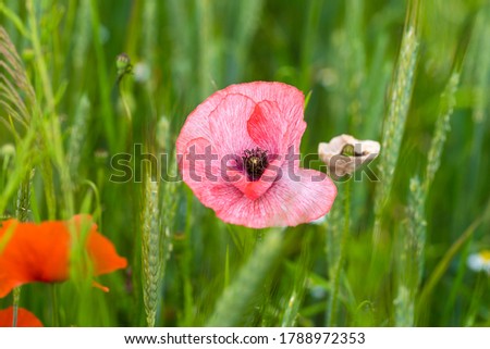 Beautiful pink poppy in blossom on a field