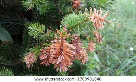 young fir branches in the forest close up