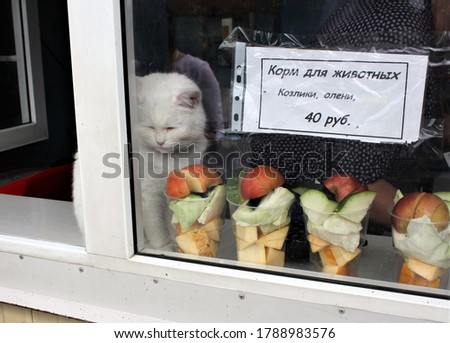 White cat in the ticket window of the zoo. Translation of the inscription: "Animal feed goats, deer 40 rubles".
