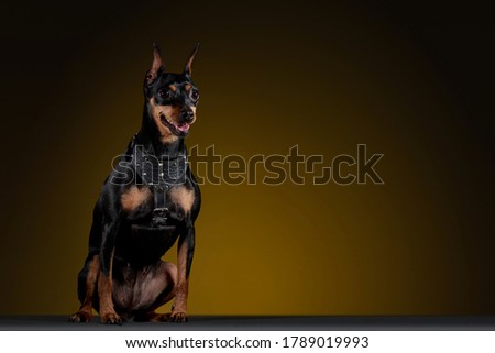Doberman dog with bib posing for photo shoot on a gray table and a yellow to black background.