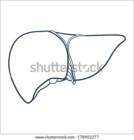 Liver human organ isolated on white. Sketch element for medical or health care design