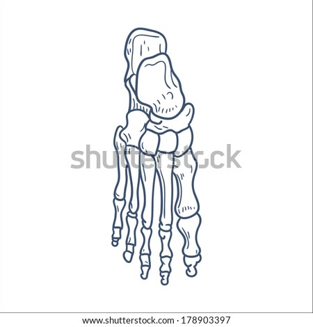 Bones of foot. Skeleton part isolated on white. Sketch element for medical or health care design