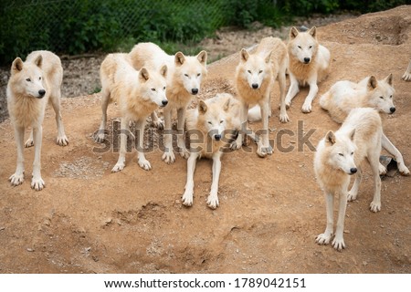 Hudson Bay Wolf Pack Pictured In Padock In UK