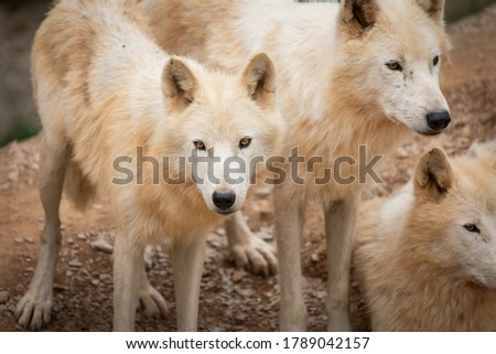 Hudson Bay Wolf Pack Pictured In Padock In UK