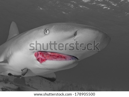 Caribbean Reef Shark in Black and White Showing Fishing Injury