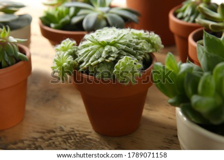 Beautiful potted echeveria on table. Succulent plant