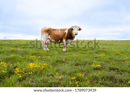Portrait of a cow on the grass. Beautiful green field on the mountain