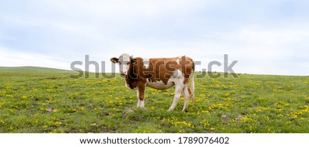 Brown cow standing in the field with the beautiful green grass