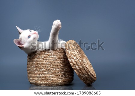 White blue-eyed kitten sits in a wicker basket on a blue background