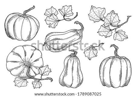 Outline vector pumpkins with leaves set. Hand drawn black contour gourds isolated on white background. Vintage autumn vegetable collection for cards, coloring book, decoration