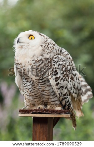 Polar owl sits in summer and looks