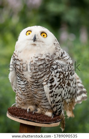 Polar owl sits in summer and looks