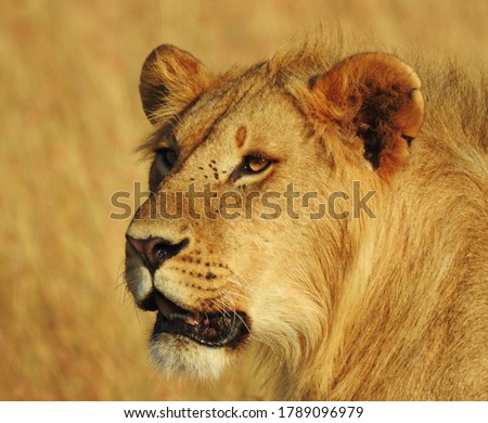 Young lion from the Masai Mara.