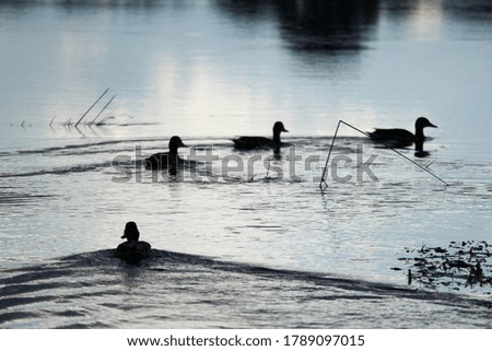 four ducks swims on the river in a row