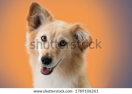 Cute smiling dog with gentle face and beautiful eyes has one ear up and one ear down Royalty-Free Stock Photo #1789106261