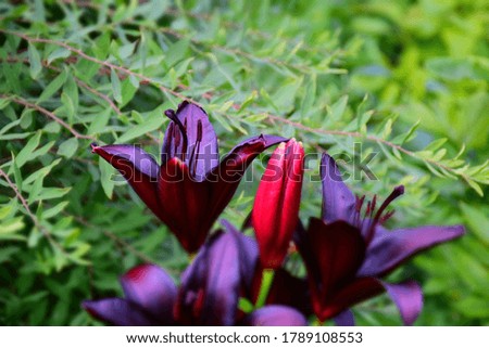 Black lily flower isolated on green background. Stock Photo
