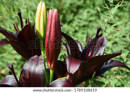 Beautiful Black Lily Flower in the Garden. Stock Photo