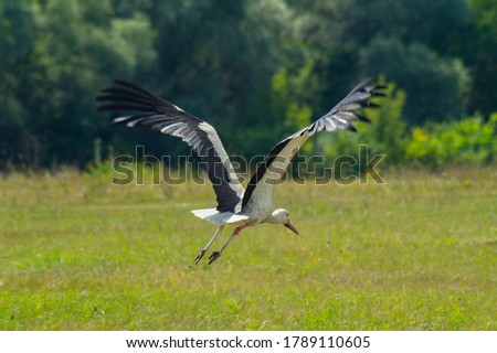 A white bird with black wing tips, a long neck, a long thin red bill, and long reddish legs.Stork takes off in the field.Beautiful white white flying over the grass in the field.