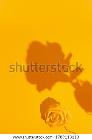 Minimal aesthetic still life monochrome design. Yellow colours trends.  Roses flowers shadows