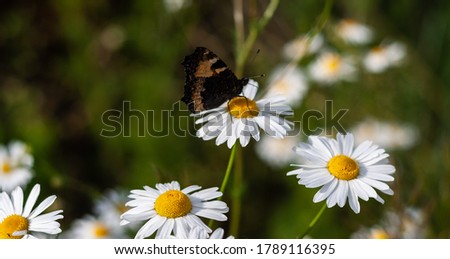 Bright colored beautiful butterfly with folded wings sits on medicinal chamomile flower. Colorful summer photo with blurred background, closeup. Moth and bunch of pharmaceutical daisies on green field