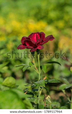 One beautiful growing red velvet rose flower on a background of green grass.Photo.