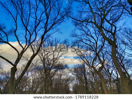 The central park, New York city daylight view showing trees and clouds in the sky 