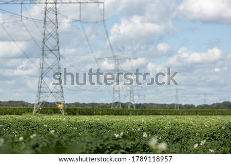 Farmland with potato plants with electricity towers in the background against a blue sky with white fluffy clouds. Agrarian vegetable and food industry.