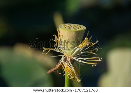 One faded Lotus flower, a growing flower Bud, a Bud with Lotus flower seeds.Photo.