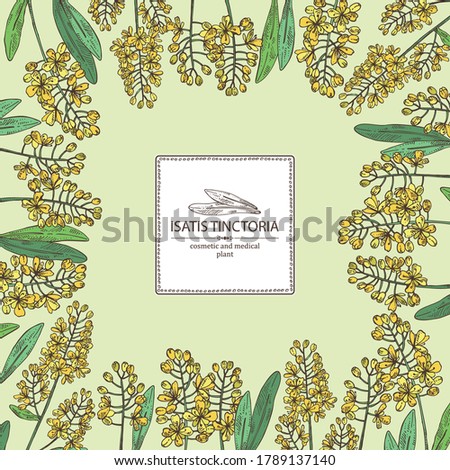 Background with isatis tinctoria: branch, isatis tinctoria flowers and leaves. Cosmetic and medical plant. Vector hand drawn illustration. 