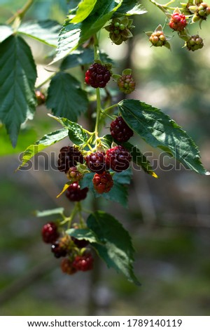 A branch with greens and ripe blackberries on a summer, sunny day against the backdrop of greenery.