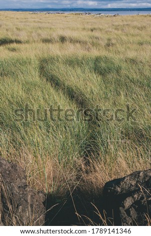 Field of Dune Grass with Subtle Trail Where Someone Has Walked Through