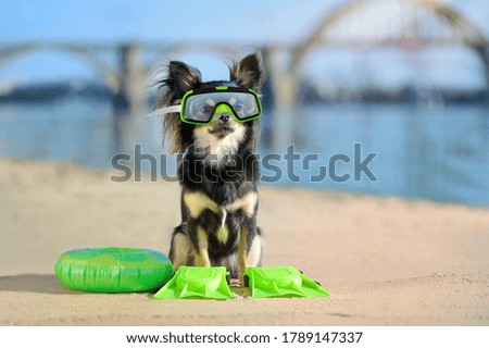 Sitting chihuahua at the beach wearing flippers and diving mask