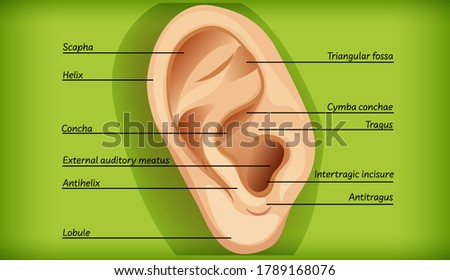 Anatomy of external ear illustration